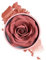 Blush Roses, Long-Wearing Face Blush, 3d Rose Petal Rouge, Non-Greasy & Buildable Formula, Natural Glow for Radiant Look, Ideal for Women, Girls, Parties, 10ml, Pink, Single Pack