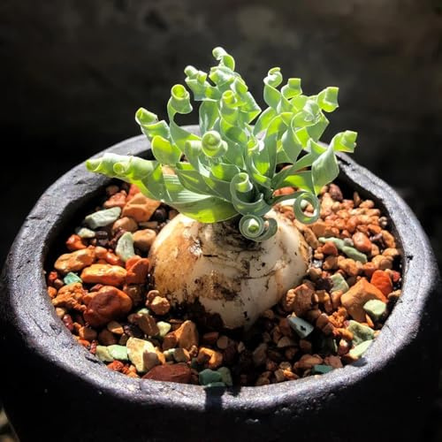 Albuca Spiralis, wohnzimmer deko Albuca namaquensis, winterharte für garten alte sorten sukkulenten stauden winterhart mehrjährig grünpflanzen zimmerpflanzen 20Samen