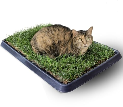 PetZolla Gatto Kit S - Cuccia gatto estiva in vera erba con vassoio riutilizzabile 60x40 cm, Letto per gatti con erba gatta Naturale e Atossico, cuccia per gatti da interno dura fino a 3 mesi