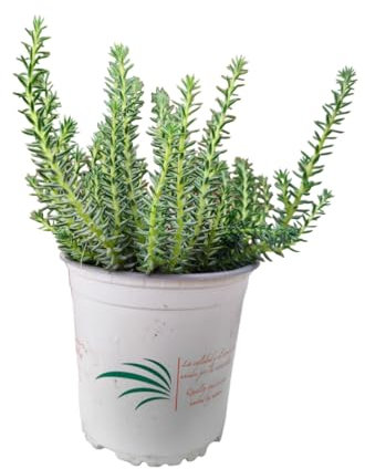 Verdecora Sedum Extra en maceta Ø13cm | Sedum spp. | Siempreviva | Planta Crasa natural de Interior y Exterior | Hojas Suculentas y Resistentes | Ideal para Jardinería y Decoración