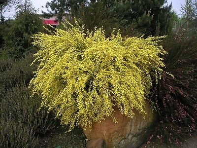 1 Broom - Cytisus x Praecox 'All Gold' Plant in 9cm Pot 3fatpigs®
