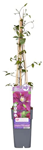 Clematis 'Warszawska Nike'- Clématite 'Warszawska Nike' 50-60 cm en conteneur