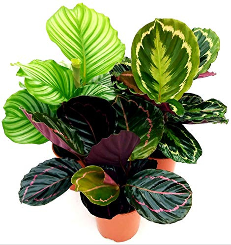POWERS TO FLOWERS - CALATHEA ROSEOPICTA MEDALLION, DOTTIE, ORBIFOLIA, VASO 15CM, MARANTA, piante vere