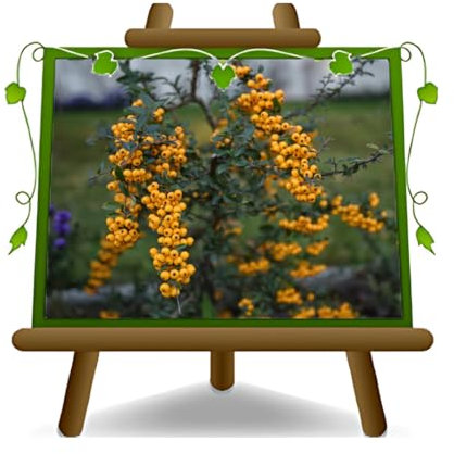 EURO PLANTS VIVAI Pyracantha Soleil d'Or Pianta da Siepe Altezza 160~170 cm Vaso 22 cm