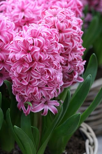 5 Bulbi di Giacinto Pink Pearl | bulbi di giacinti rosa | Dimensione 15/16 cm | Fioritura Primaverile | Bulbi autunnali | spedito da Italia | MY PLANTIS