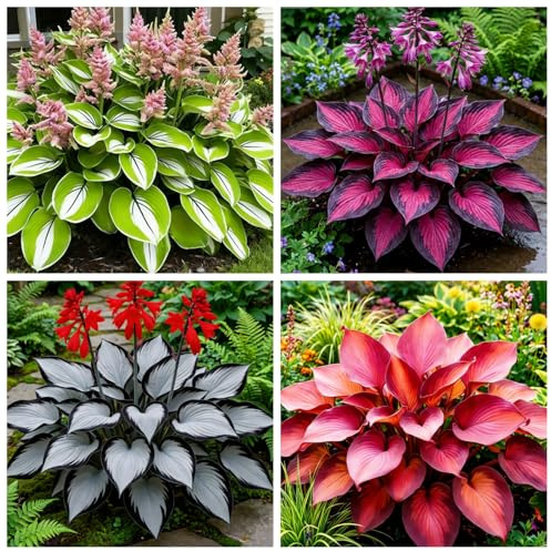 Collezione di Hosta - Hosta resistente al freddo - Piantagione da giardino - Tollerante all'ombra e al gelo - Piantagione d'angolo in giardino-4 PIECE-F