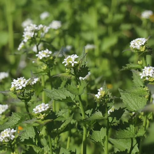 knoblauchsrauke unkompliziert zu pflegen seltene gartenpflanze 150samen