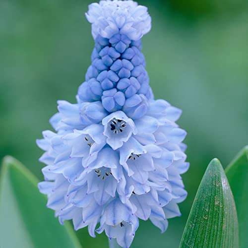 15 x Muscari Azureum – River of Blue Colour – Spring Flowering Bulbs – Perennial – Divine Blue Beauty – Exotically Lovely Fragrance – for Your Beautiful Garden