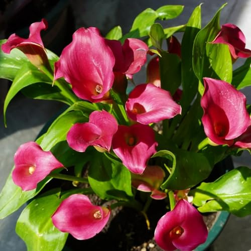 Bulbi di Calla - arredamento del soggiorno per giardinieri primaverili esotico per luoghi soleggiati da giardino bulbi di resistenti in vaso da esterno 10pcs