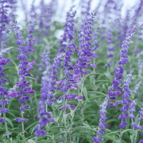 semi di salvia - da interno da giardino raro cucina balcone in serra, giardino roccioso del roccioso balcone, 500pcs