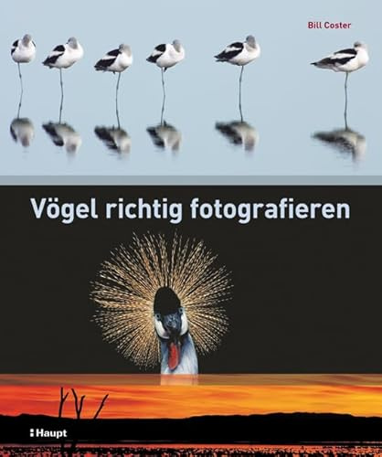 Vögel richtig fotografieren