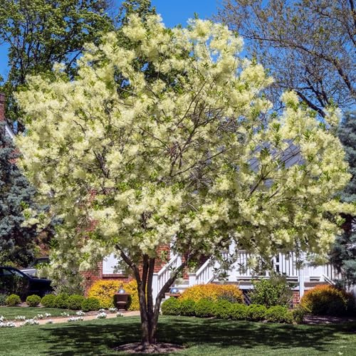 Vivai le Georgiche - Pianta vera di Chionanthus virginicus Albero della neve, Albero frangiato - vaso Ø 20 cm - altezza alla vendita 40-60 cm