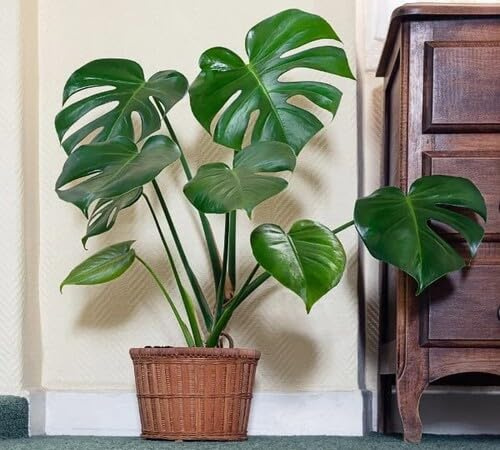 100pcs Green Monstera Flower Seeds