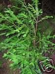 5 Sequoia Sempervirens Coast Redwood Seeds: Seeds:packing seeds only