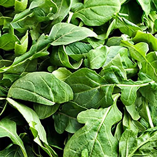 Oce180anYLVUK Graines De Roquette, 1000 Pièces/Sac Graines De Roquette à Haut Rendement Semis De Légumes De Jardin Bien Adaptés Graines de roquette