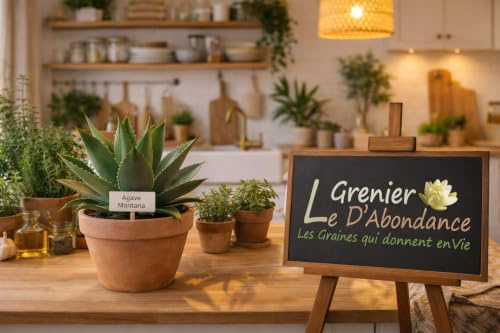 10 graines à semer - Le Grenier d'Abondance - Agave Montana - Agave des montagnes