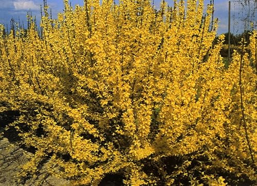 Forsythie `Week End´ 40-80cm im Topf