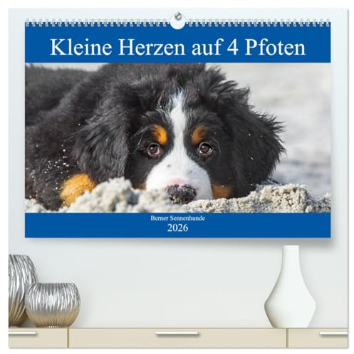 Kleine Herzen auf 4 Pfoten - Berner Sennenhunde (hochwertiger Premium Wandkalender 2026 DIN A2 quer), Kunstdruck in Hochglanz: Entzückende Berner ... begleiten uns durch das Jahr (CALVENDO Tiere)