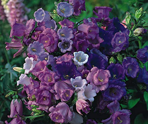 Canterbury Bells Calycanthema Mixed - Campanula Medium Flower Seeds, Also Known as Cup and Saucer Flowers Home Garden Seeds ing by Heavy Torch, 50 0 Seeds: Only Seeds