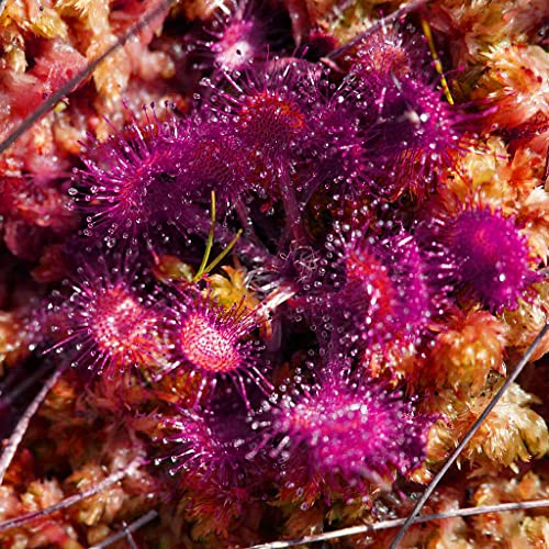Drosera Intermedia (Temperate, Czech Republic) Rare Carnivorous Plant Seeds - 5 Seeds