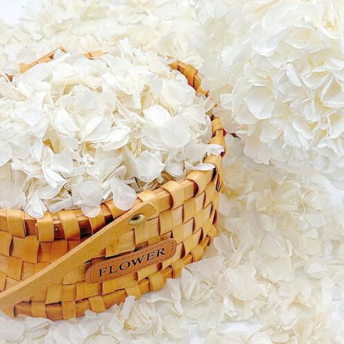 Pétalos de hortensias Reales Secos de Lvory – Pétalos de Flores Blancas Naturales preservados de 24.9 g para decoración de Boda, niña de Flores, Confeti de Fiesta, centros de Mesa de Comedor,