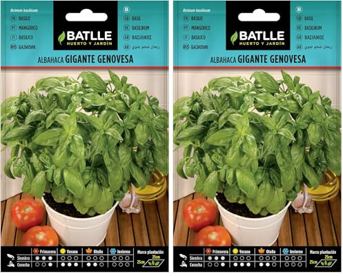 Graines aromatiques de Batlle - Basilic géant génois (4g), vert (Lot de 2)