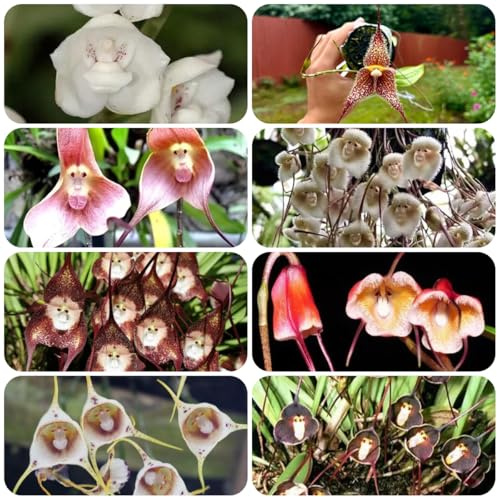 orchidea scimmia, rampicanti, giardino roccioso orchidee d'appartamento purificatrici d'aria di selvatici esotici Decorazioni giardino per esterni, 40semi