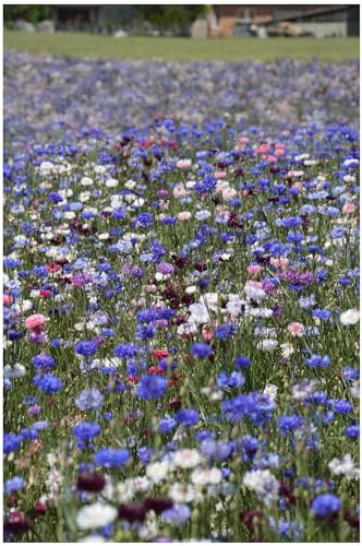 PREMIER SEEDS DIRECT - Cornflower - Ball Mix - Centaurea CYANUS Seeds (1.5-Grams)