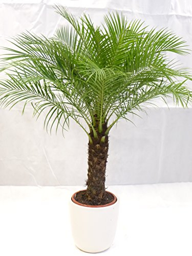 [Palmenlager] XL Phoenix roebelenii 150 cm - Stamm 30-40 cm, Zwergdattelpalme // Zimmerpalme Zimmerpflanze