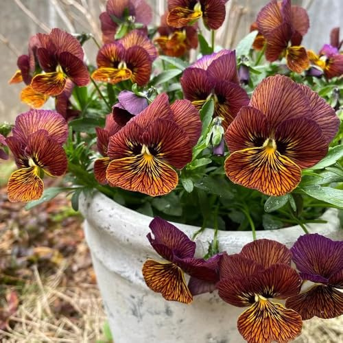 stiefmütterchen balkonpflanzen frühling blumengarten pflanzensamen exotisch blumenwiese herbstaussaat mehrjährig schmetterlingsflieder balkongewächshäuser sommerblumen frühlingsblumen 50samen