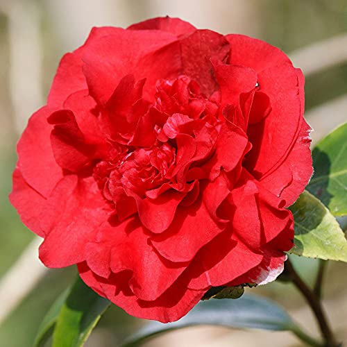 1 X CAMELLIA WILLIAMSII 'RUBY WEDDING' ARBUSTE BUISSONNANT À FEUILLES PERSISTANTES PLANTE RUSTIQUE EN POT