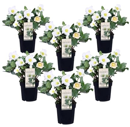 Plant in a Box - Helleborus 'Julros' - Kvantitet: 6 - Helleborus - vit - Blommande trädgårdsväxter - Krukstorlek 12 cm - Höjd 20-30cm