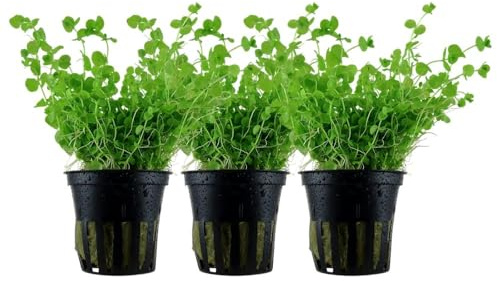 AquaOne Aquarium Pflanze 3 Stück Micranthemum umbrosum Wasserpflanze | Vordergrund Aquariumpflanze Stängelpflanze voll durchwurzelt Aquascaping Dekoration