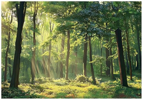 WallArena Papier peint photo intissé, Forêt, 350x250cm | Papier peint intissé de haute qualité, pour salon et chambre, revêtement mural, papier peint effet 3D - colle incluse.