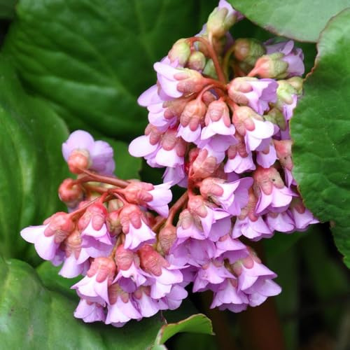 bergenien garten deko wohnzimmer, frühlingsblumen bergenien heilkräuter, blumensamen balkon hochbeet 300samen