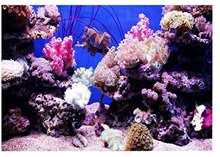 3D Effekt Korallen Poster Selbstklebende Aquarium Hintergrund Aquarium Wandaufkleber Aquarium Hintergrund Unterwasser Poster PVC Decor Wall Paper Aquatic Unterwasser Korallen Decor Decals (61 * 41cm)