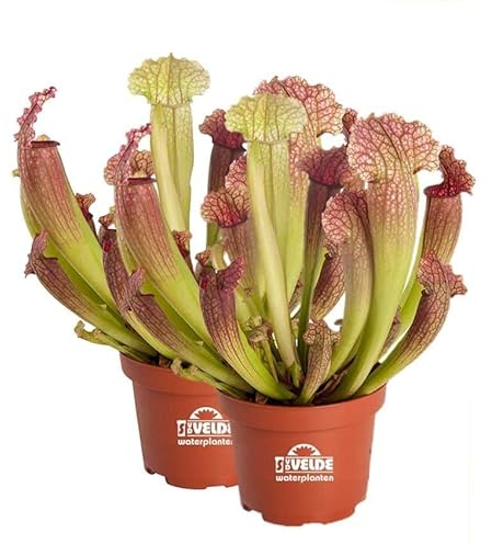 vdvelde.com - Schlauchpflanze Juthatip Soper - 2er Set - Winterhart - Fleischfressende Pflanzen - Topf-Ø 9 cm, Pflanzenhöhe: 10-20 cm - Van der Velde Wasserpflanzen