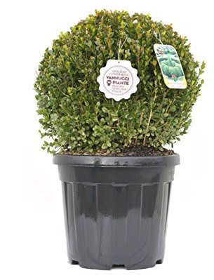 Vannucci Piante - Buxus microphylla 'Faulkner', Bosso, Palla, Pianta vera in vaso, Pianta da terrazzo (cod. 20)