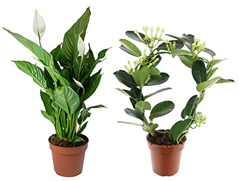 Plantas con Flores Blancas de Interior: Lirio de la Paz y Jazmín de Madagascar