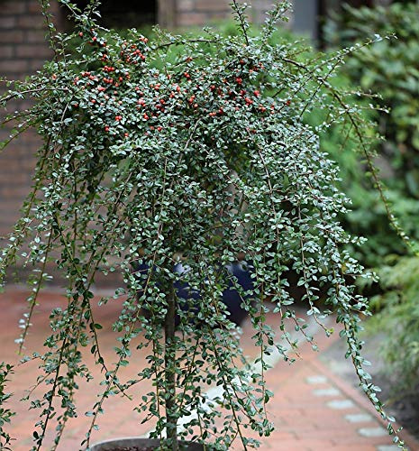 Hochstamm Zwergmispel Coral Beauty 80-100cm - Cotoneaster dammeri - lebende Gartenpflanze aus den Baumschulen