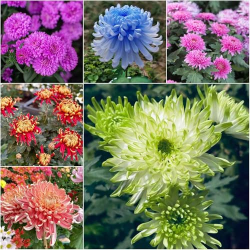 chrysanthemen winterhart - frühlingsblumen winterharte für garten wildblumenwiese mehrjährig balkon deko balkonpflanzen winterhart hochbeet balkon 450samen