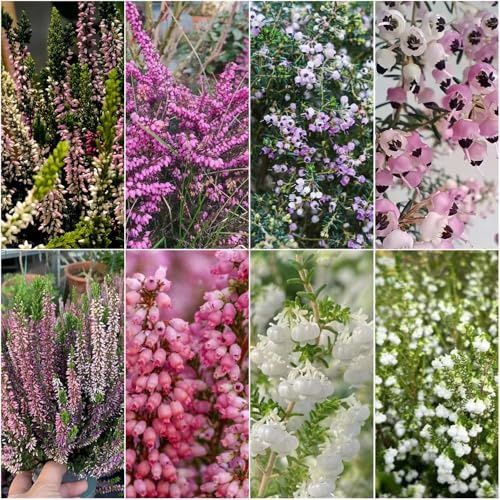 semillas de brezo de invierno exóticas decoración balcones prados verdes jardín para exterior 50pcs