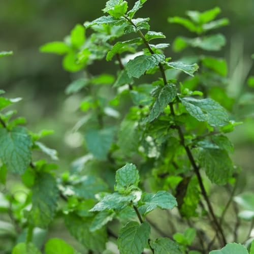 Semillas de menta marroquí resistentes de jardín cobertura del suelo menta verde orgánicas, balcón cocina jardín, interior 300pcs