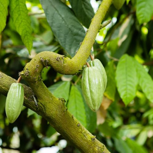 Kakaobaum topfpflanzen echt balkongarten deko büro blumengarten obstsamen kräuterbeet indoor küchenkräuter gartenkräuter baumsamen obstbäume bonsaibaum säulenobst heilkräuter obstbaum 30samen