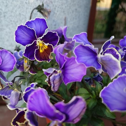 pensamiento semillas de exóticas jardín interior silvestres arbusto mariposas Cobertura perenne resistente jardín 200pcs