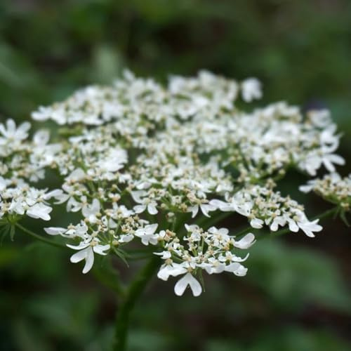 Semillas de apio orgánico, orgánicas de apio resistente, de jardín de orgánicas, de jardín balcón de la cama 350pcs