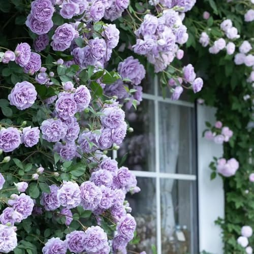 rosales trepadores de rápido crecimiento de silvestres jardín semillas balcón decorativas, enredaderas, 550semillas