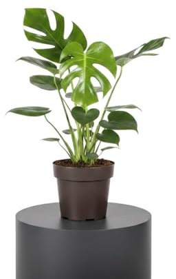 DECOALIVE Monstera Deliciosa Costilla de Adán Planta Viva Maceta 17 cm Altura 55 cm para Interior