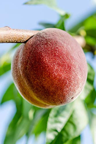 Albero di Pesco pianta di pesco Età 2 anni già innestata pianta da frutto di pesca pianta vera in vaso di pesche venduta da eGarden.store (Iris Rosso)