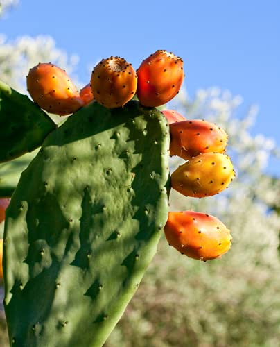 Planta de higo d'India Opuntia Ficus-India, en maceta Ø 18 cm - H 60/70 cm